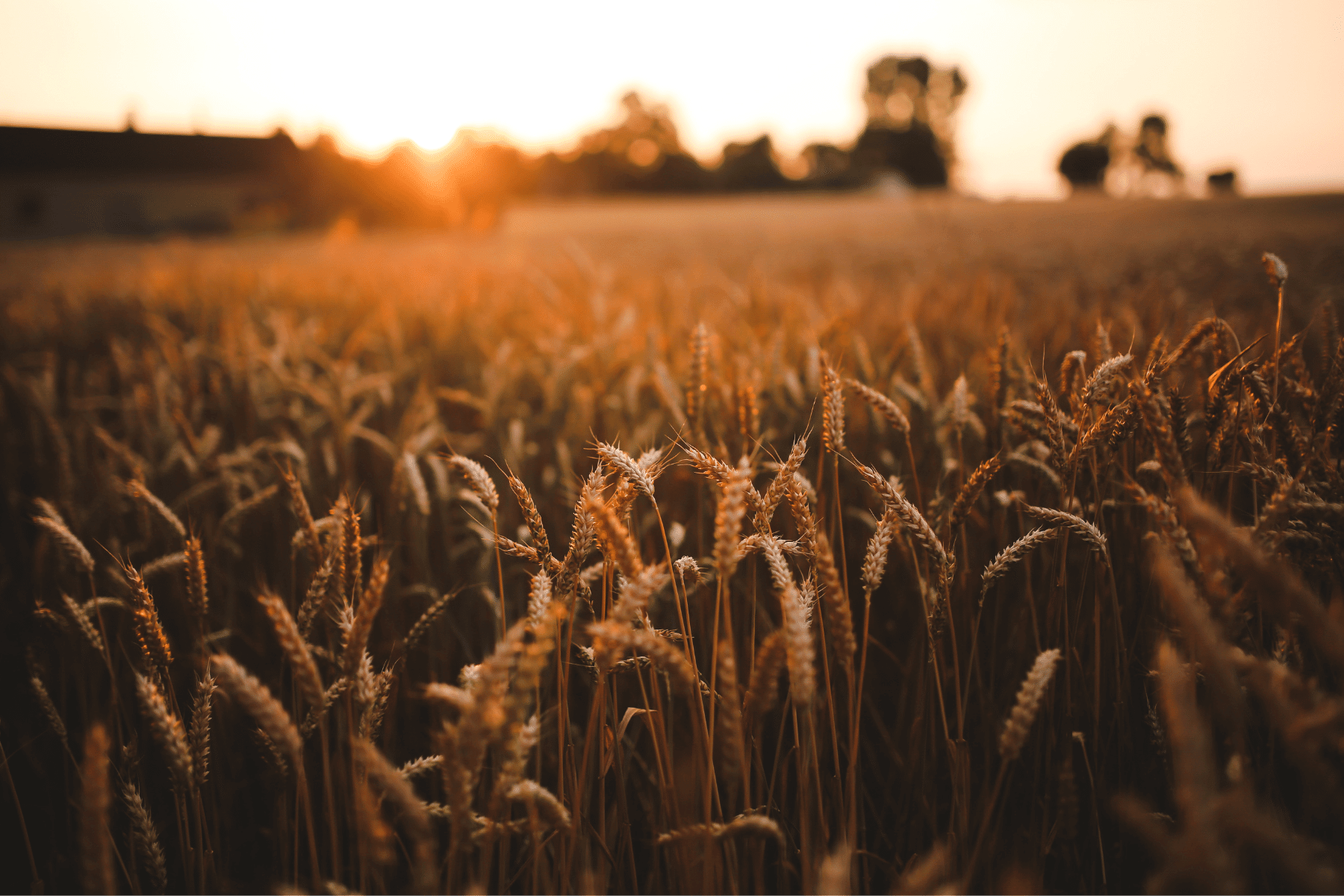 Your Guide To Lammas/Lughnasadh