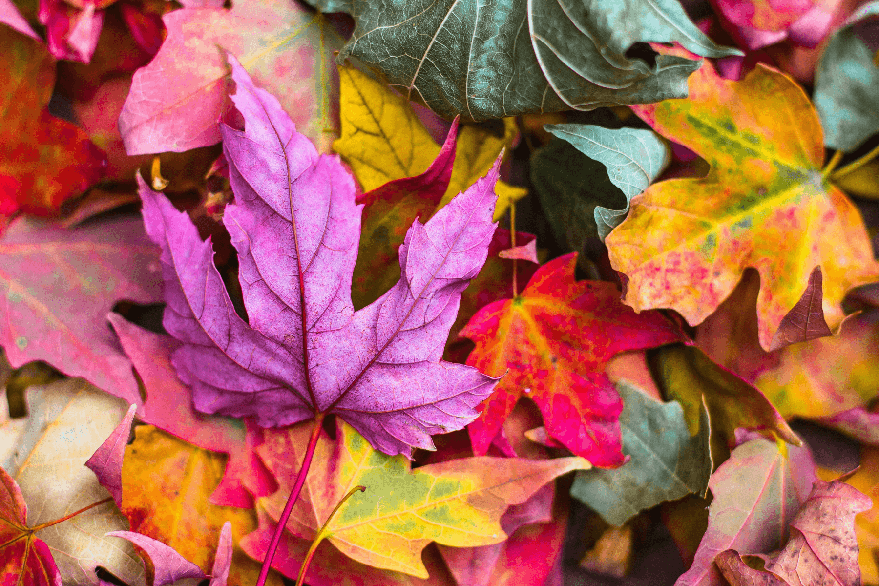 Your Guide To Mabon