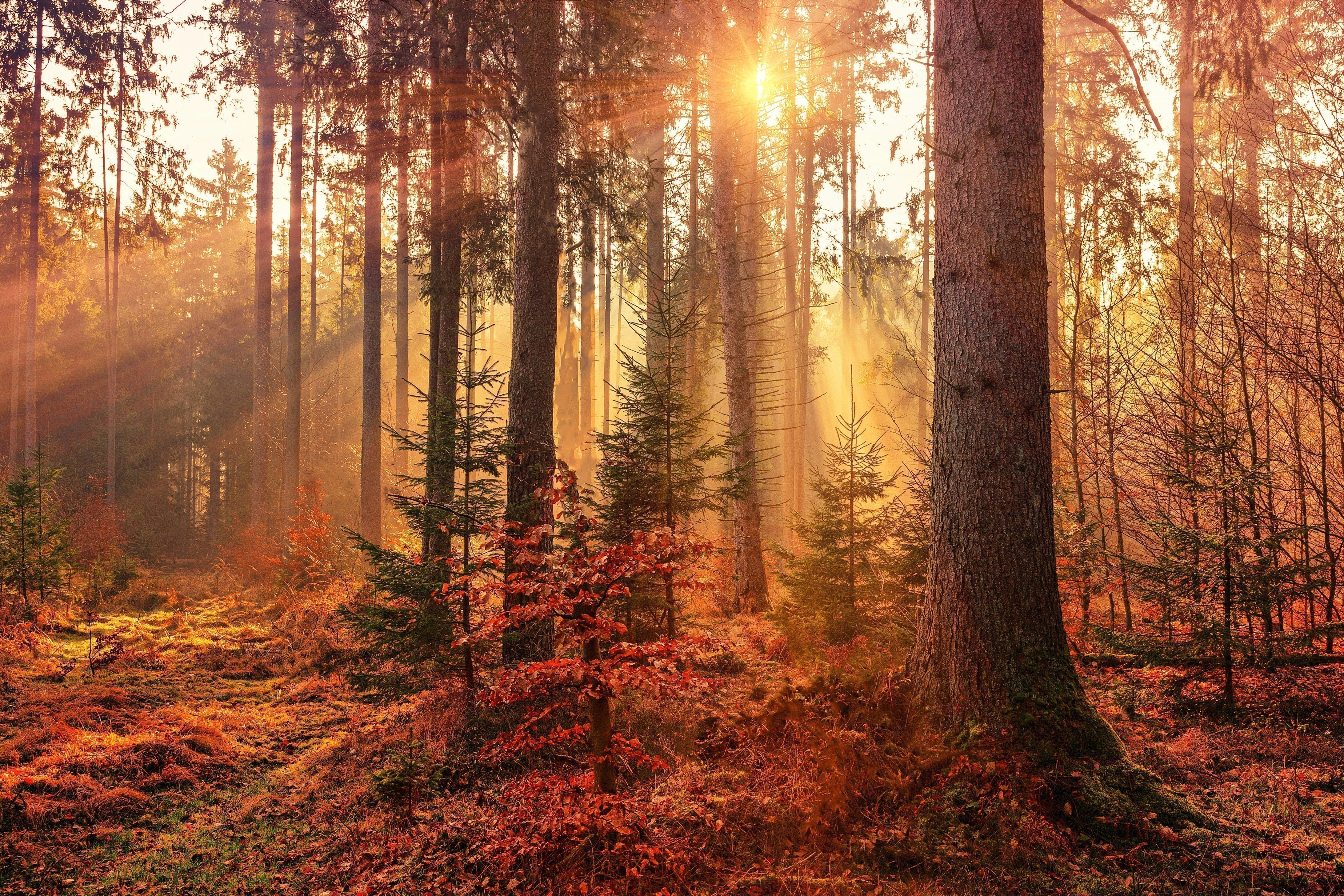 What Is Mabon? The Witch’s Guide to the Autumn Equinox