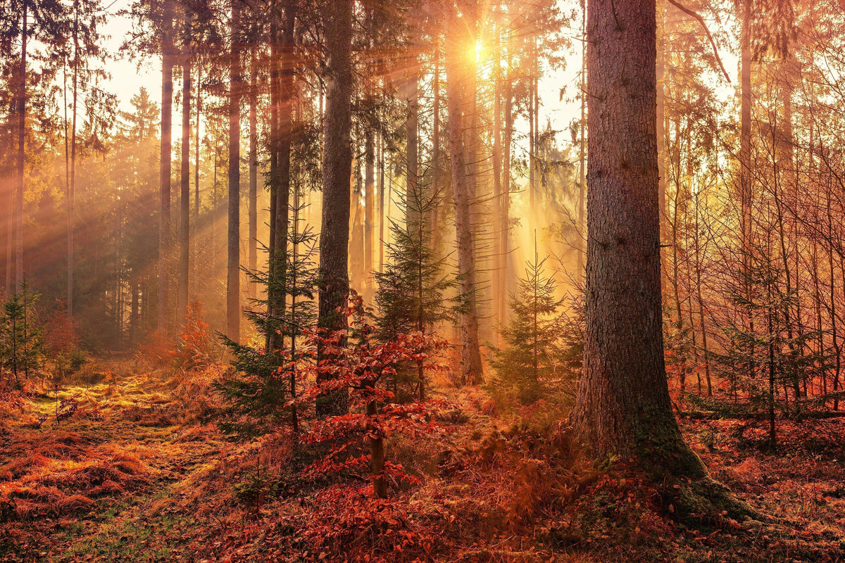 What Is Mabon? The Witch’s Guide to the Autumn Equinox